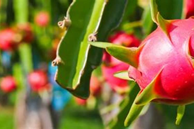 小麦一年施肥几次 施肥最佳时间