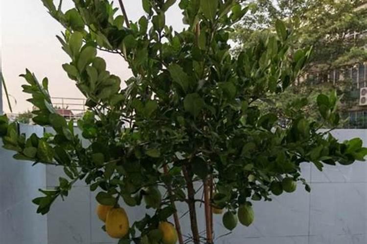 这柠檬树的叶子咋了？