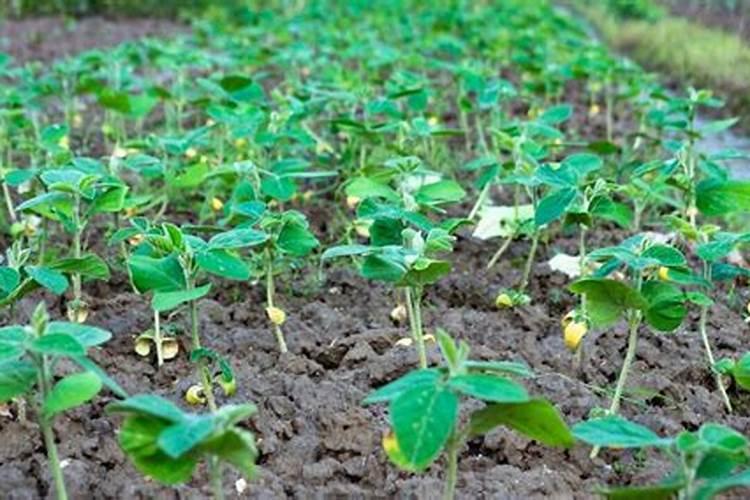 黄豆叶面肥什么时候打好 使用哪些肥料好