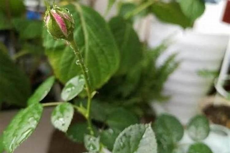 葡萄萌芽期怎么施肥