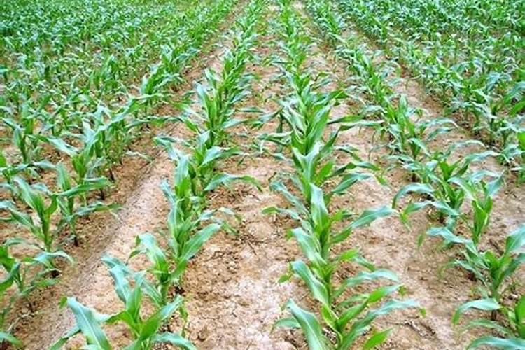 玉米什么时候施肥好？