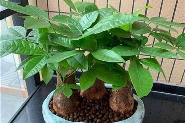 招财树 枝干的节点,枝叶的节点发黄,是怎么了？怎么办啊？
