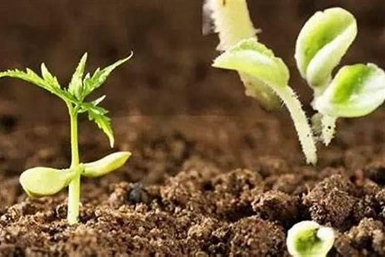 保花保果用赤霉素还是芸苔素