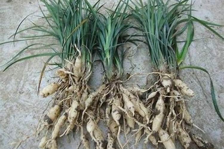 麦冬现在兰肥料用什么化肥最好