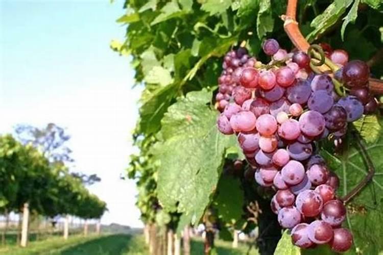 癌症病人 身体虚弱 吃不下饭 可不可以输营养液吗