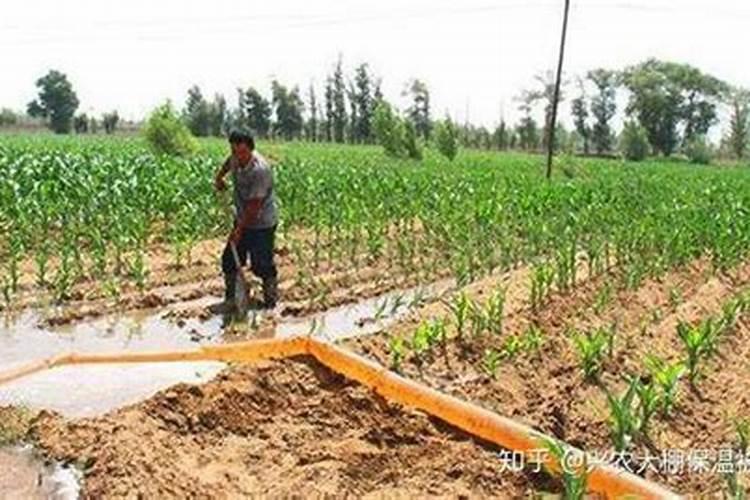 玉米施肥最佳方法