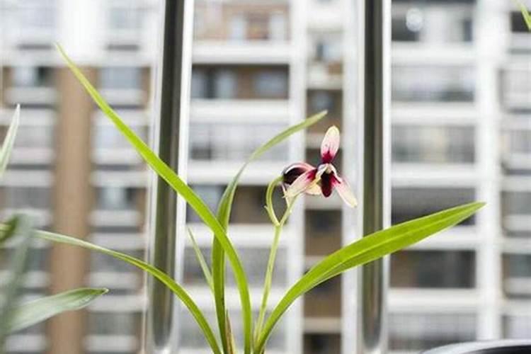 吡虫啉在蔬菜安全间隔期几天