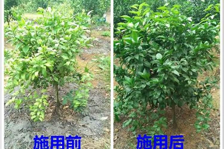 苹果几月份打硼好