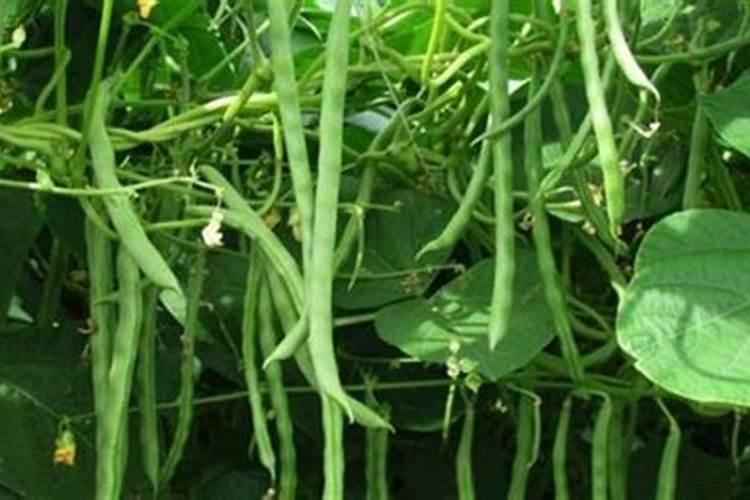 种植四季豆提高产量的施肥技巧有哪些