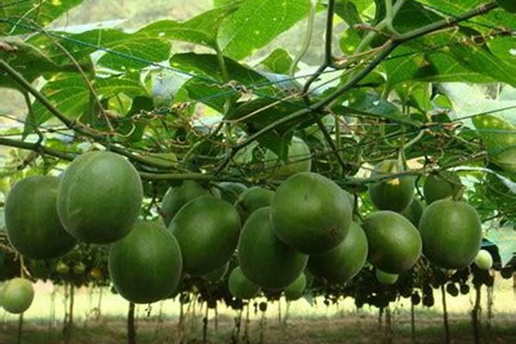 批发化肥一般多少钱一袋