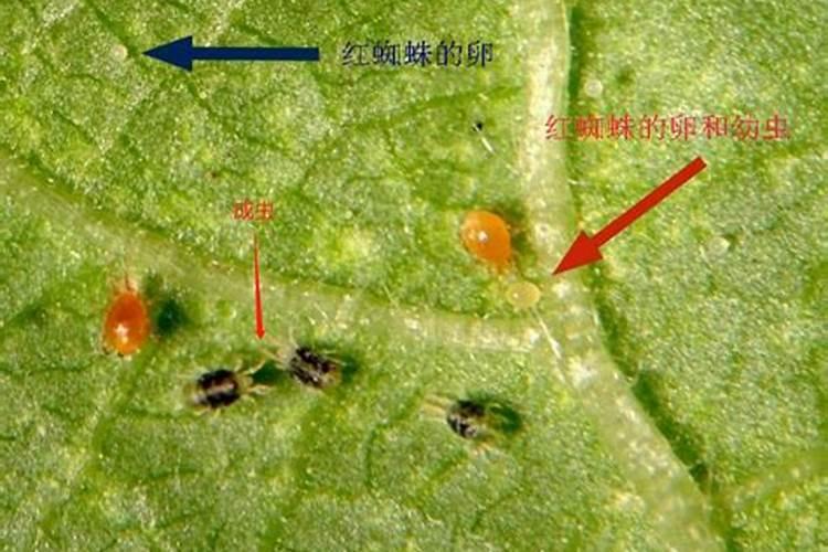 水稻一生要用多少尿素,尿素施多了怎么办