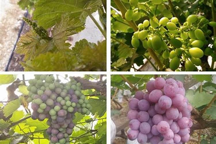 葡萄增产哪个水溶肥好？掌握施肥方案