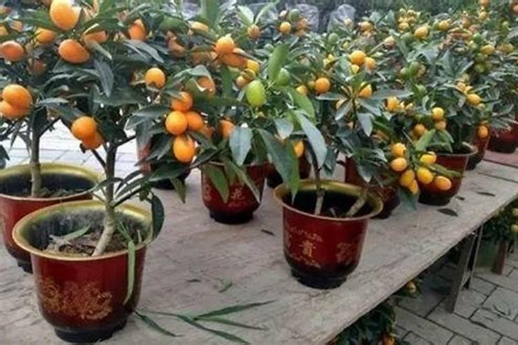 金桔一年需要打几次彭大