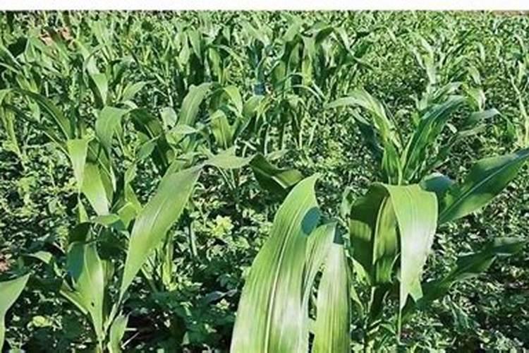 大蒜设施栽培技术