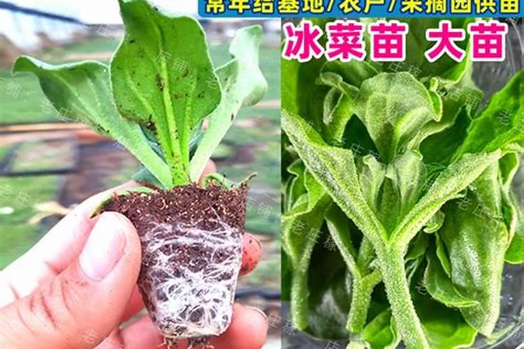 冰菜种植技术方法