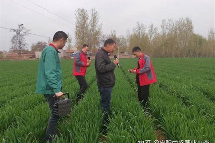 小麦需要什么肥料