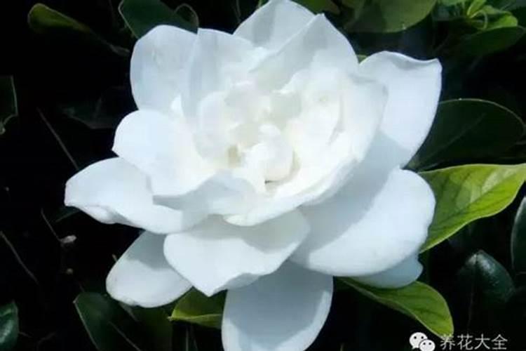 栀子花花期养护方法 开花期间如何浇水、施肥