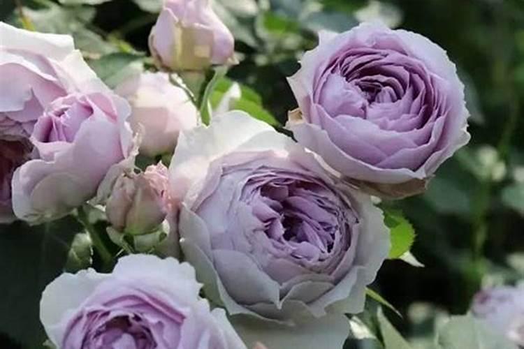 夏季月季花残花修剪后怎样管理？