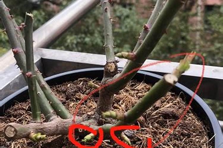 月季小苗怎么栽培