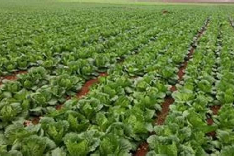 虫螨腈主要杀什么虫,使用方法,使用注意事项