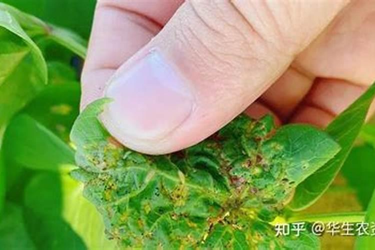 磷酸二氢钾黄腐酸锌流体硼芸苔素苯甲.吡唑酯虱螨脲甲维.虫螨晴糖能...