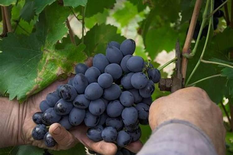 葡萄的施肥时期和方法