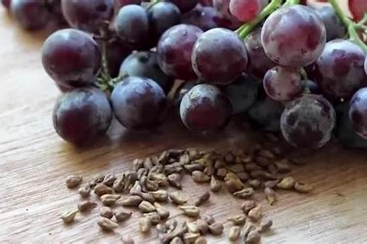 使用鱼蛋白肥会有什么效果？