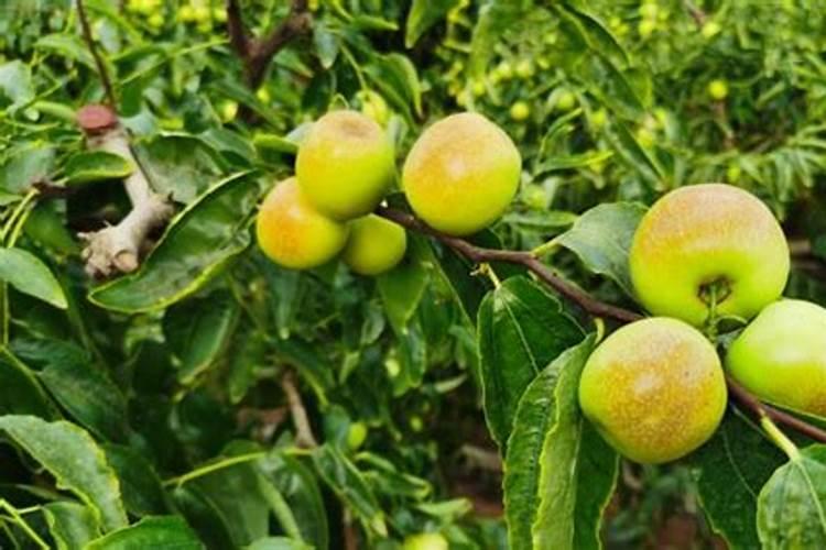 冬枣树这时候能下淡麟高的肥料吗？