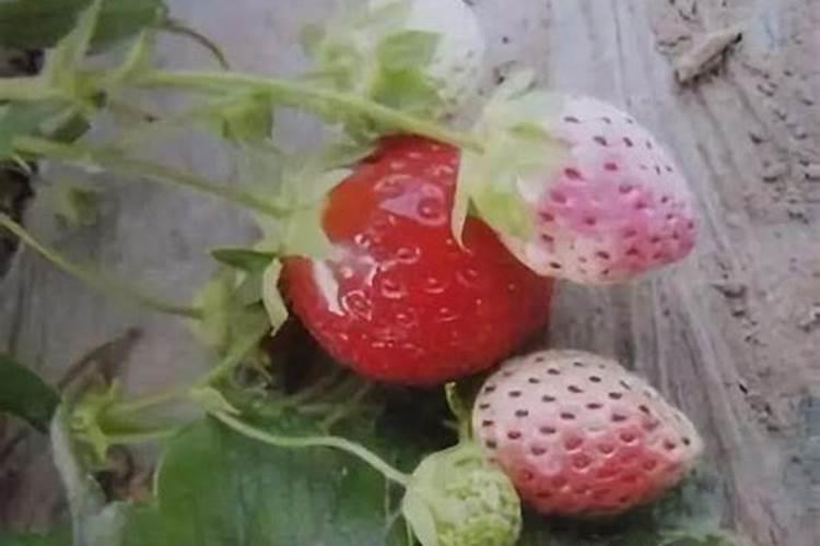 芸苔素使用有什么禁忌