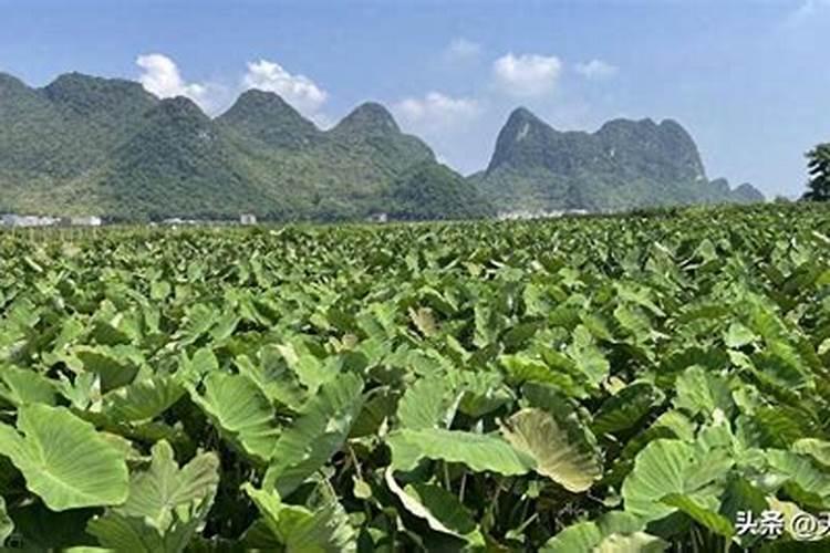 芋头中期施什么化肥