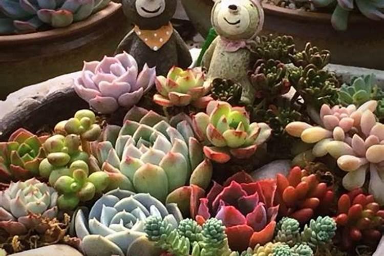 海藻酸钾,在施肥的时候,兑40斤水,需要多少千克？