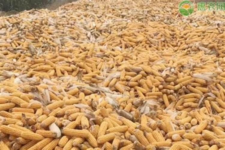 玉米水涝发黄喷什么叶面肥