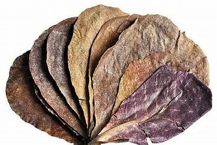 月季花如何施肥？