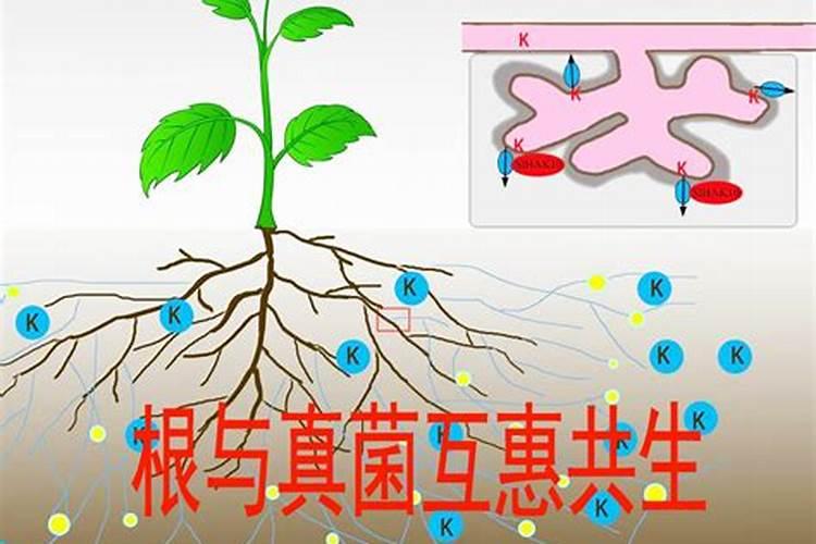 蓝莓都在什么时间段使用硼肥？