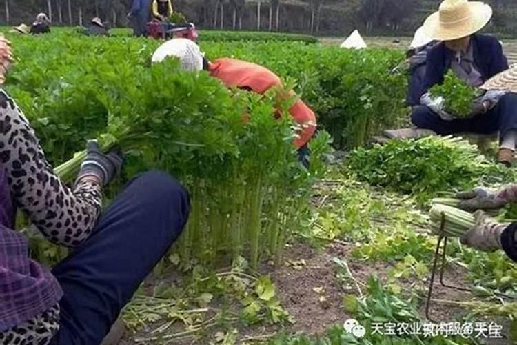 芹菜生长期需要什么样的肥料