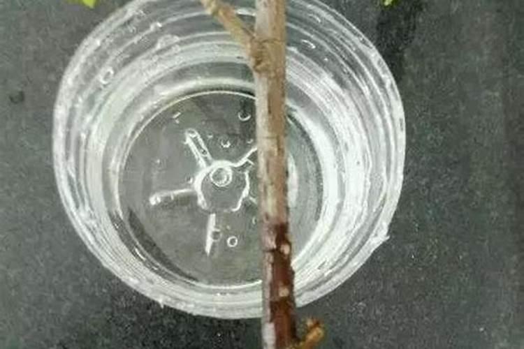 肥料圈的酸、基一字之差,究竟差在哪里了？