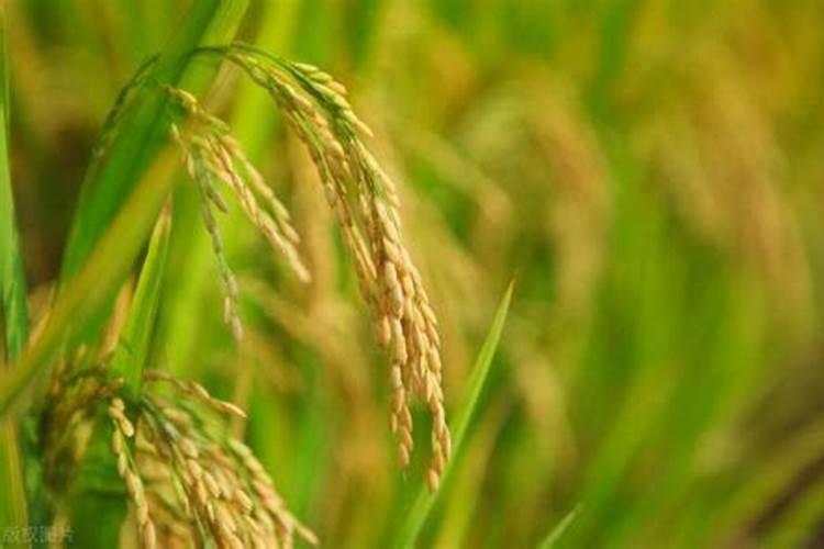 水稻施穗肥最佳时期