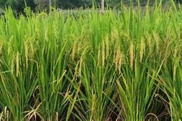 种水稻用什么肥料最好