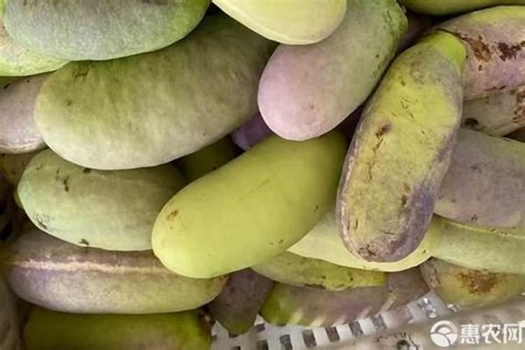 玉菇是什么水果