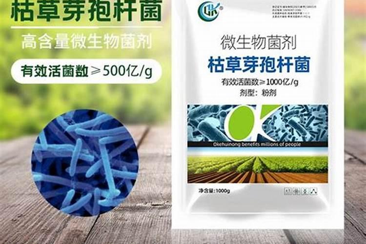 释迦果树开花前打什药最好