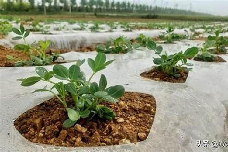 种植花生最佳的补钙时间是什么时候？补钙时需要注意什么？