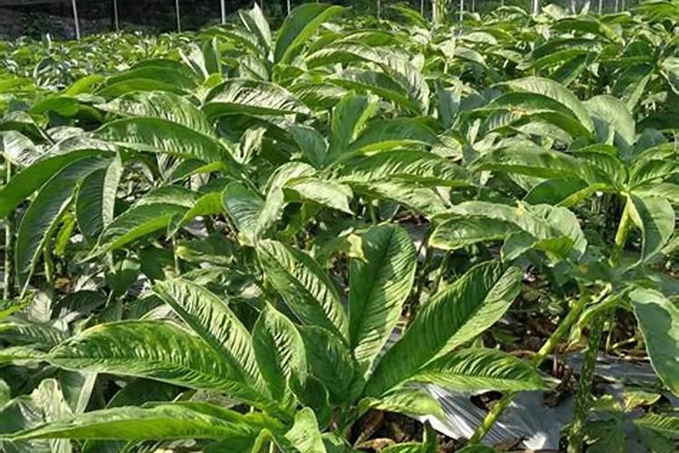 云南种植珠芽魔芋的步骤