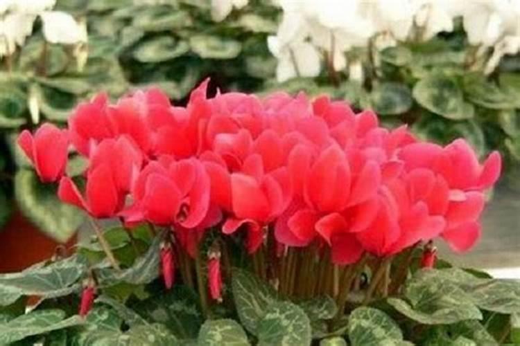 鹌鹑蛋可以带皮一起吃吗