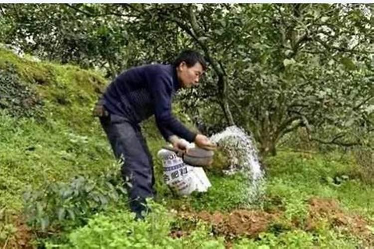 小果树施什么肥长的快