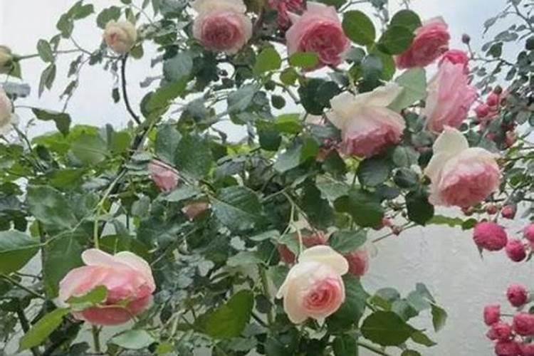 月季多久施一次肥