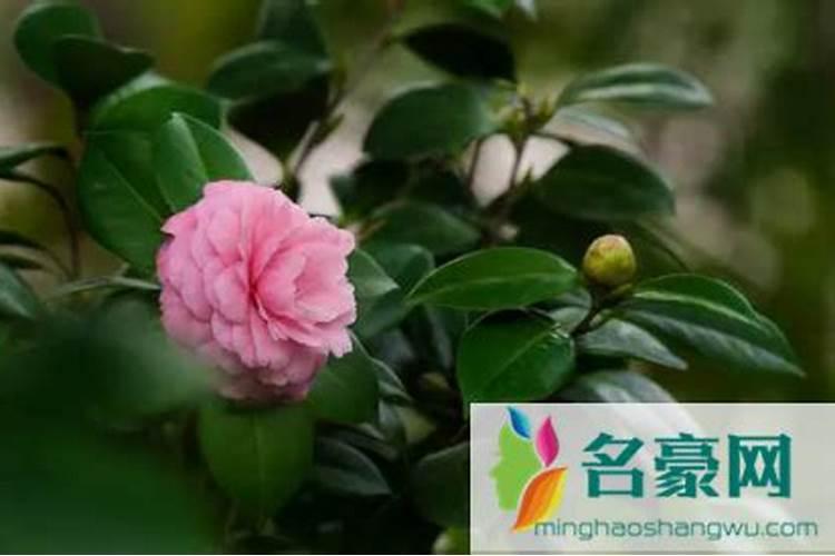 茶花施肥的正确方法