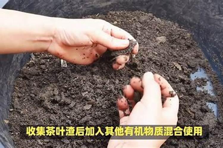 151515的复合肥,可以做茶树冬肥吗？