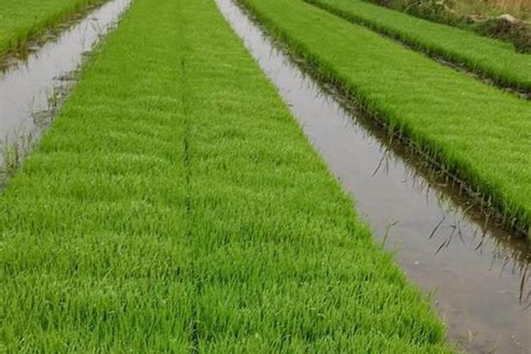 水稻覆膜插秧可以施肥吗