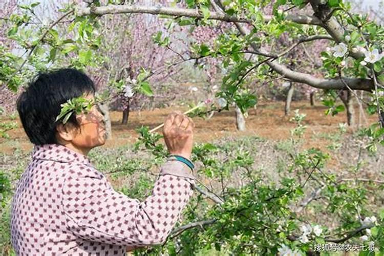 各位专家好,富士苹果6月膨大期时,叶面喷施液体尿素,对果实的着色有没...
