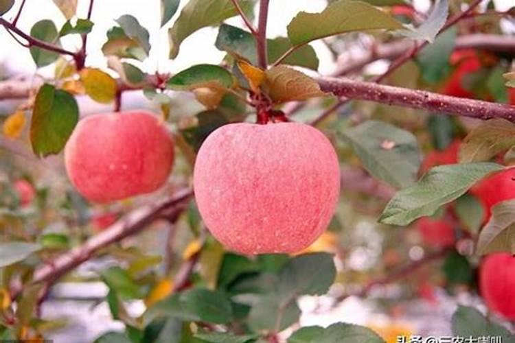 花椰菜品质劣变原因及防治对策,花椰菜缺素图谱及防治